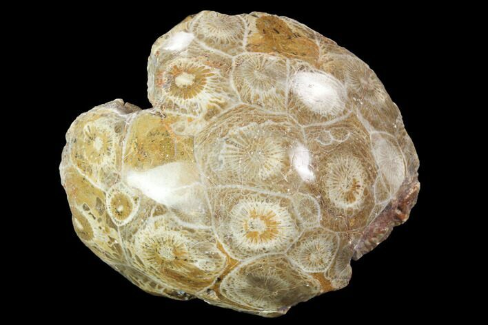 Polished Fossil Coral (Actinocyathus) - Morocco #100652